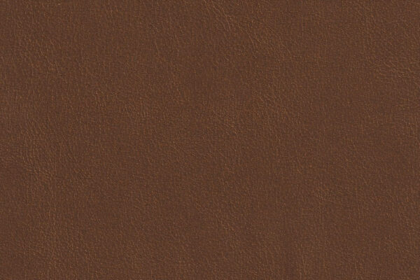S_No12 Camel